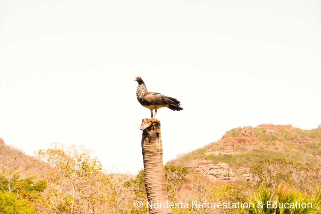 20_01-Anhima_cornuta-06