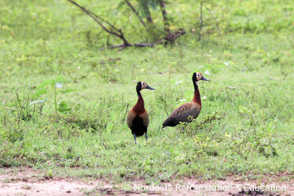 21_02-Dendrocygna_viduata-05