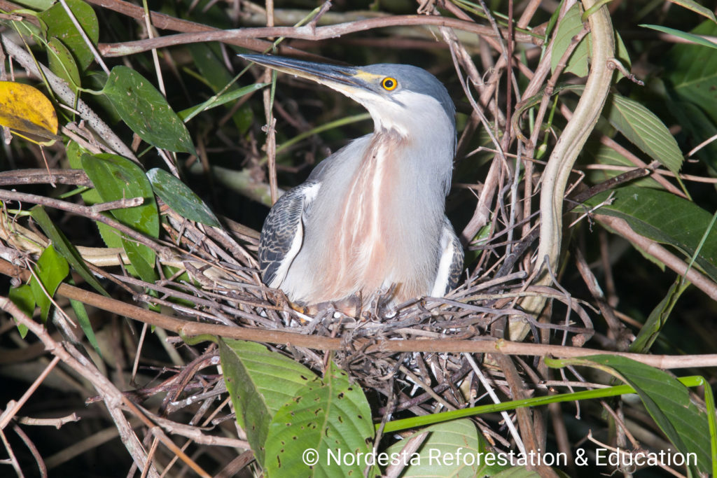 15_09-Butorides_striatus-01