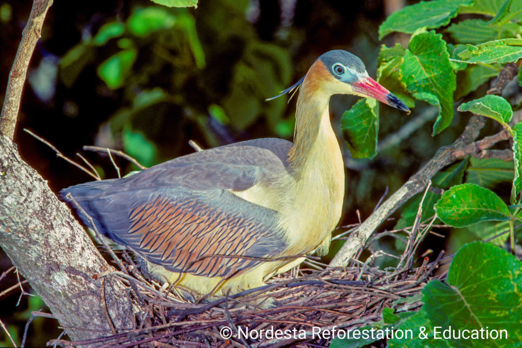 15_12_Syrigma_sibilatrix-07