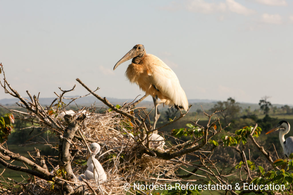 17_01-Mycteria_americana-01