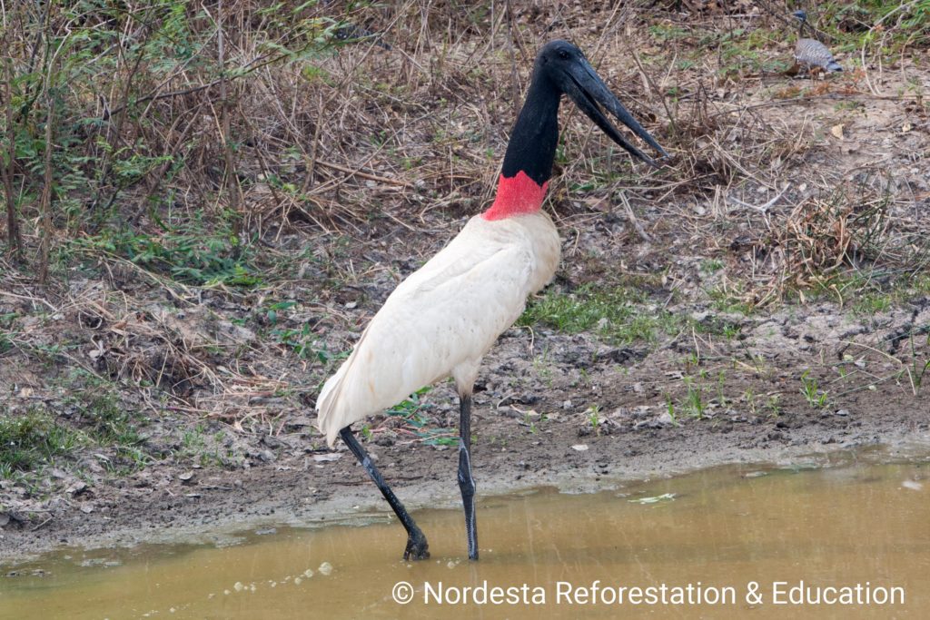 17_03-Jabiru_mycteria-18