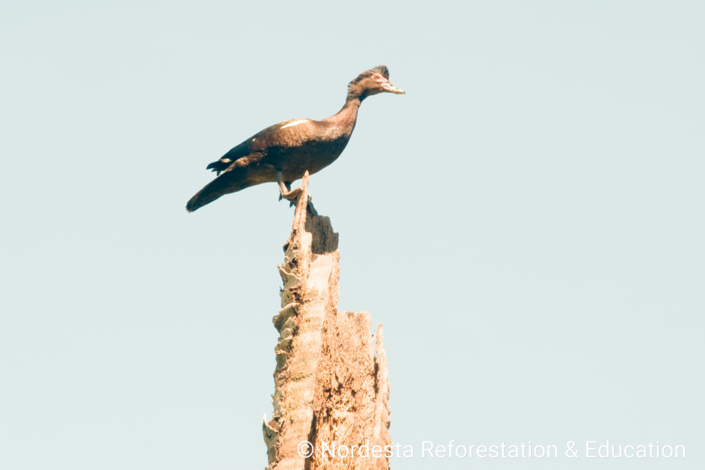 21_35-Cairina_moschata-03