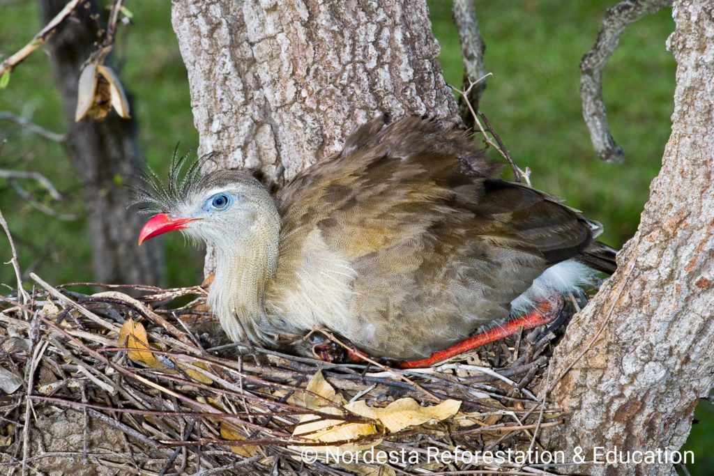 34_01-Cariama_cristata-03