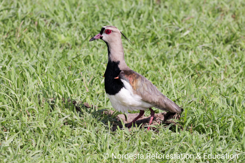 38_01-Vanellus_chillensis-08