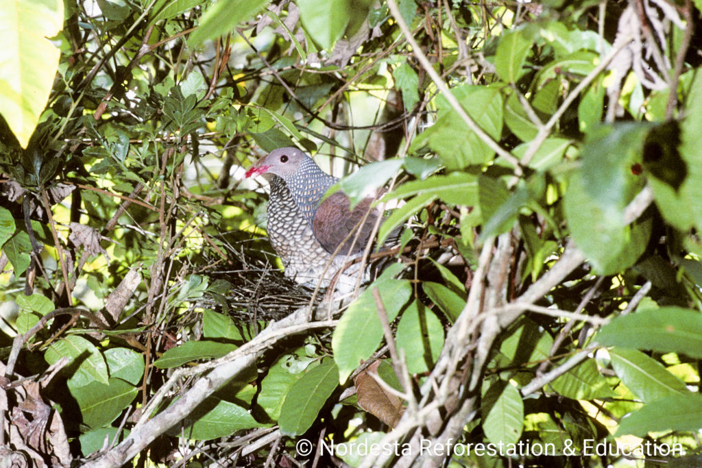 48_04-Columba_speciosa-04