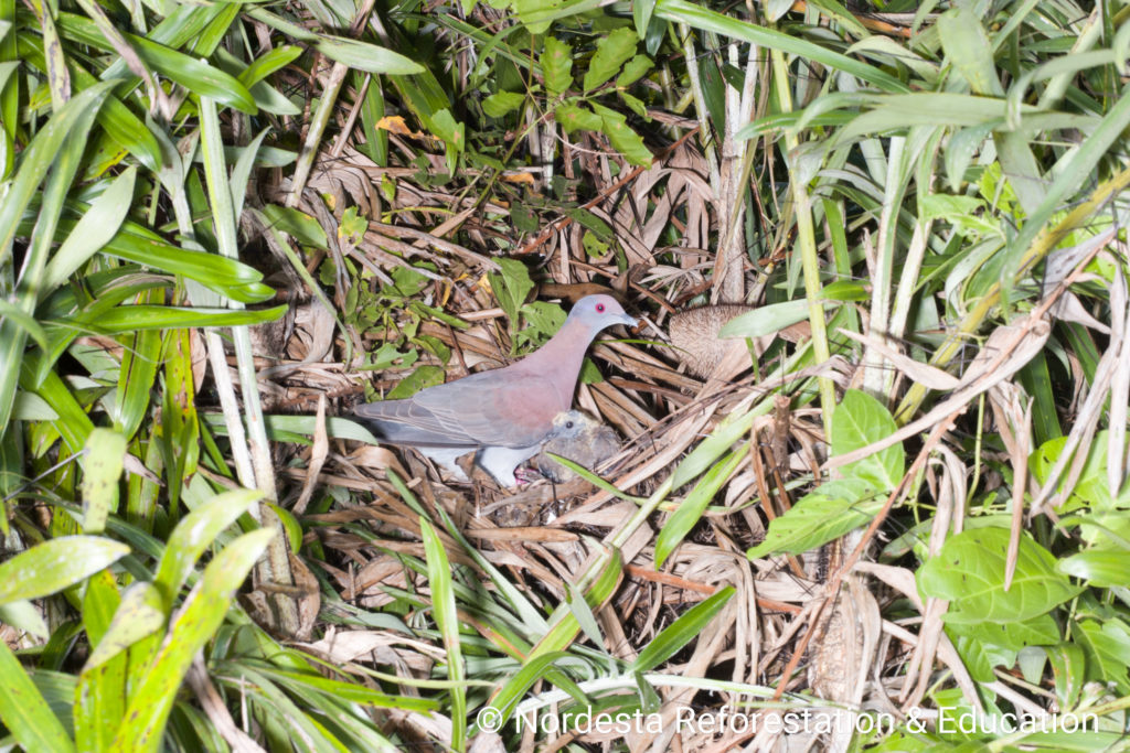 48_08-Columba_cayennensis-01