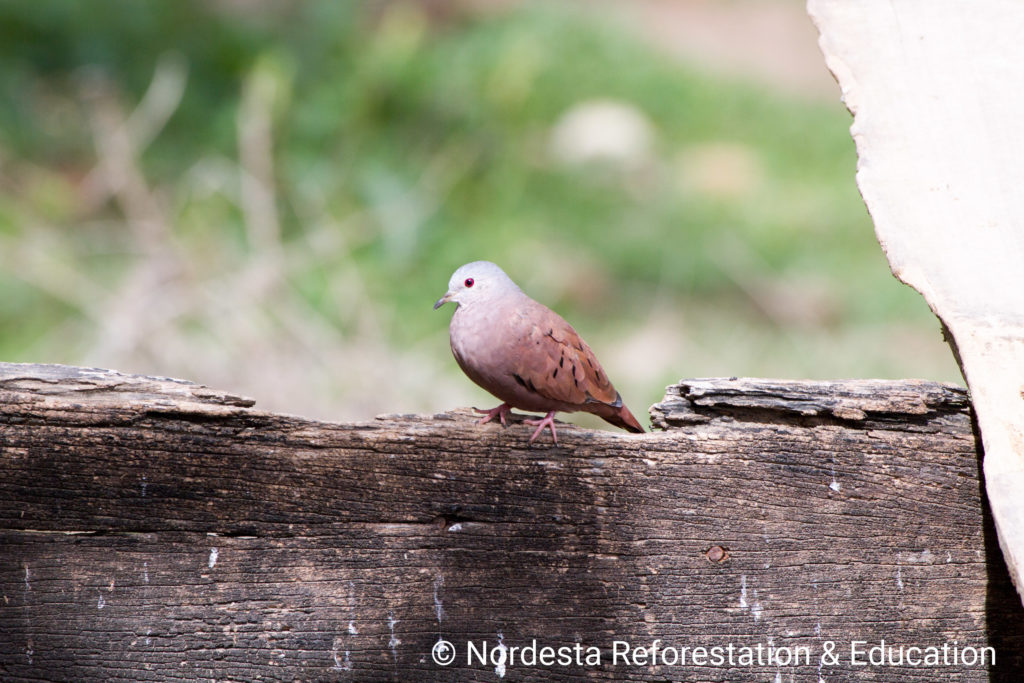 48_19-Columbina_talpacoti-15