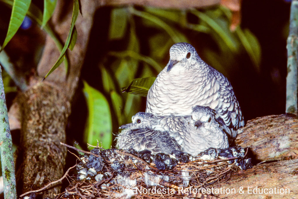 48_30-Columbina_squammata-04