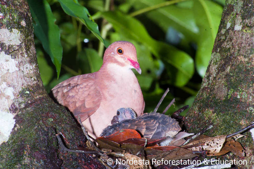 48_40-Geotrygon_montana-06