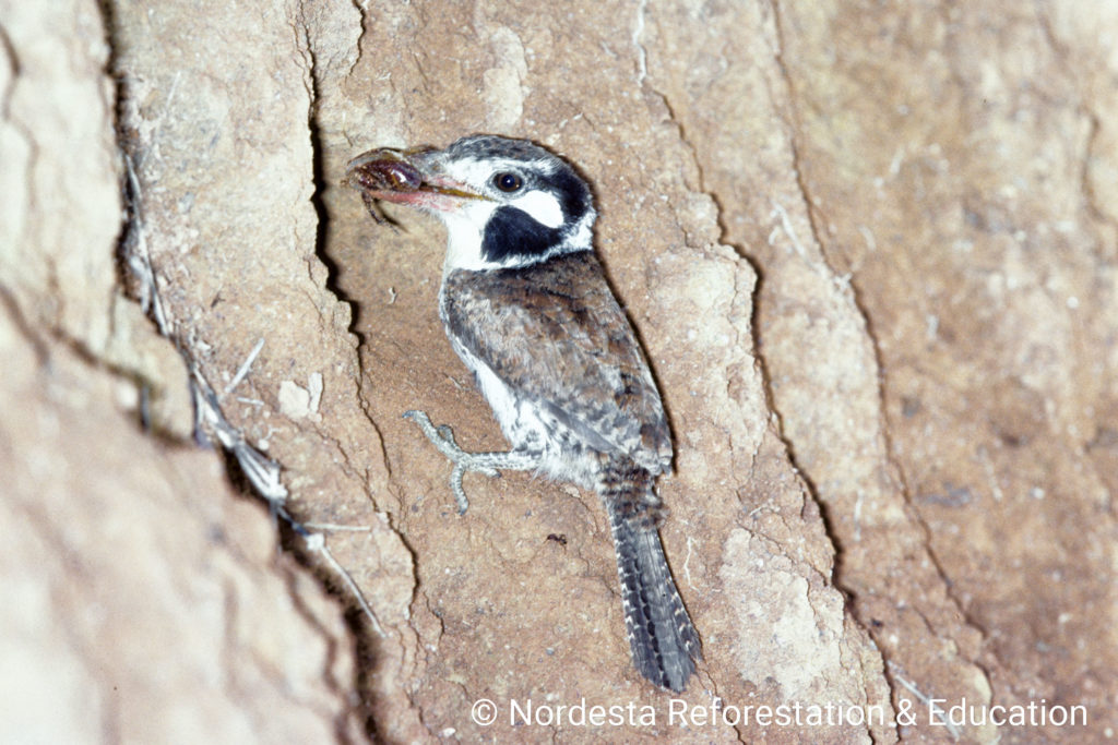 62_10-Nystalus_chacuru-09