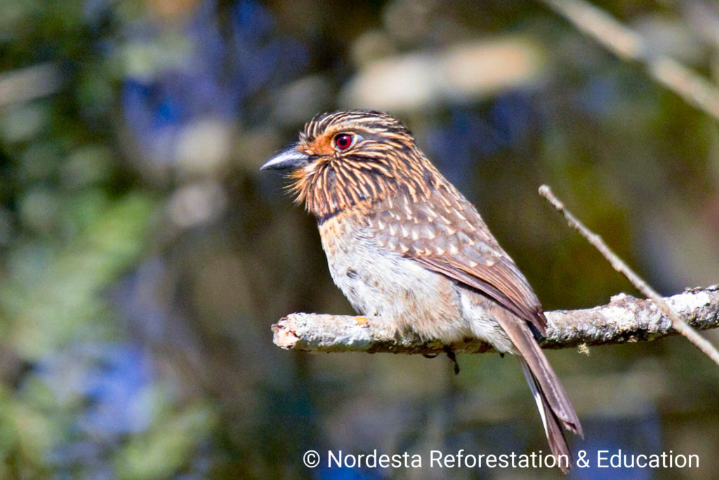 62_14-Malacoptila_striada-01