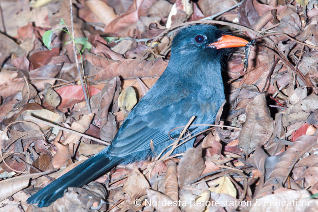 62_20-Monasa_nigrifons-02