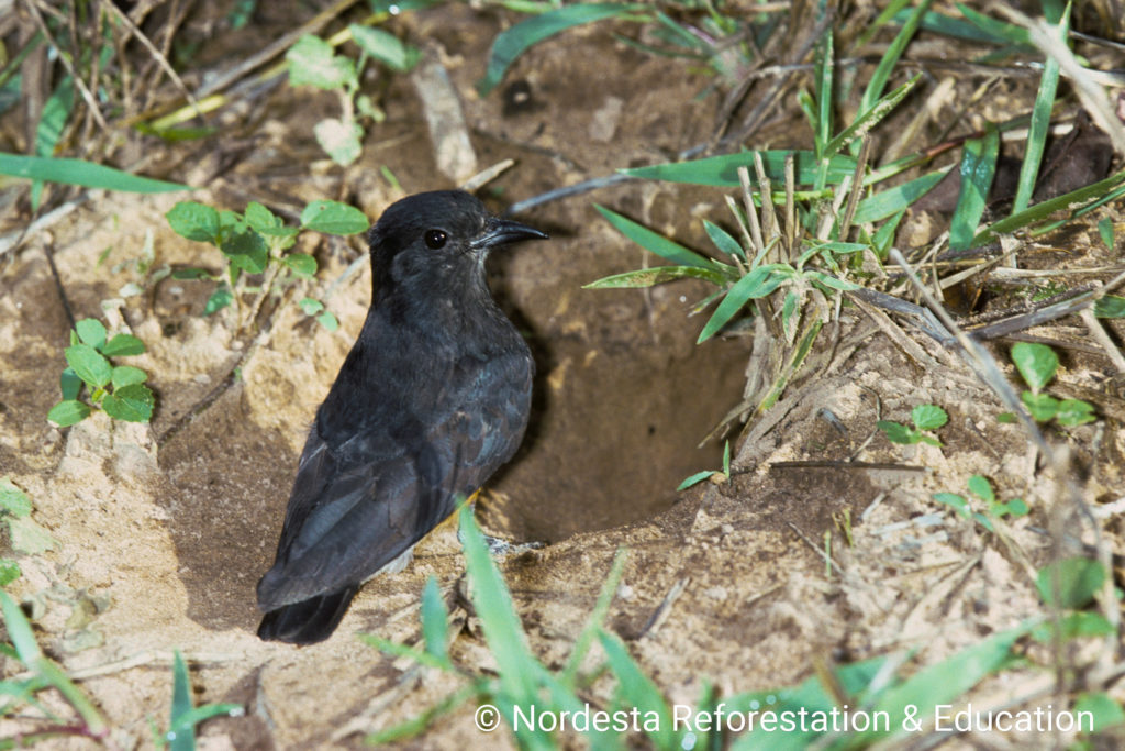 62_32-Chelidoptera_tenebrosa-07