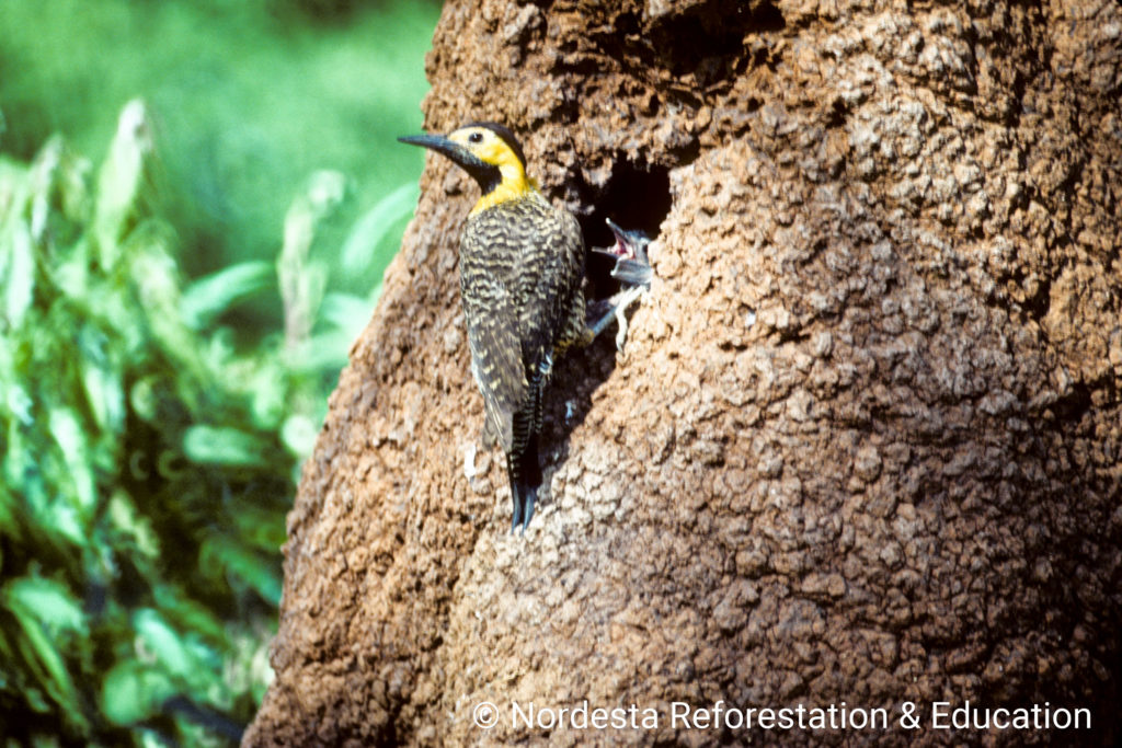 65_25-Colaptes_campestris-02