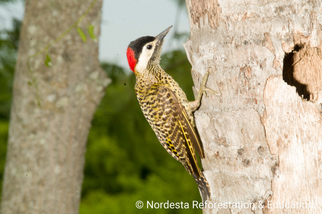 65_27-Colaptes_melanochloros-05