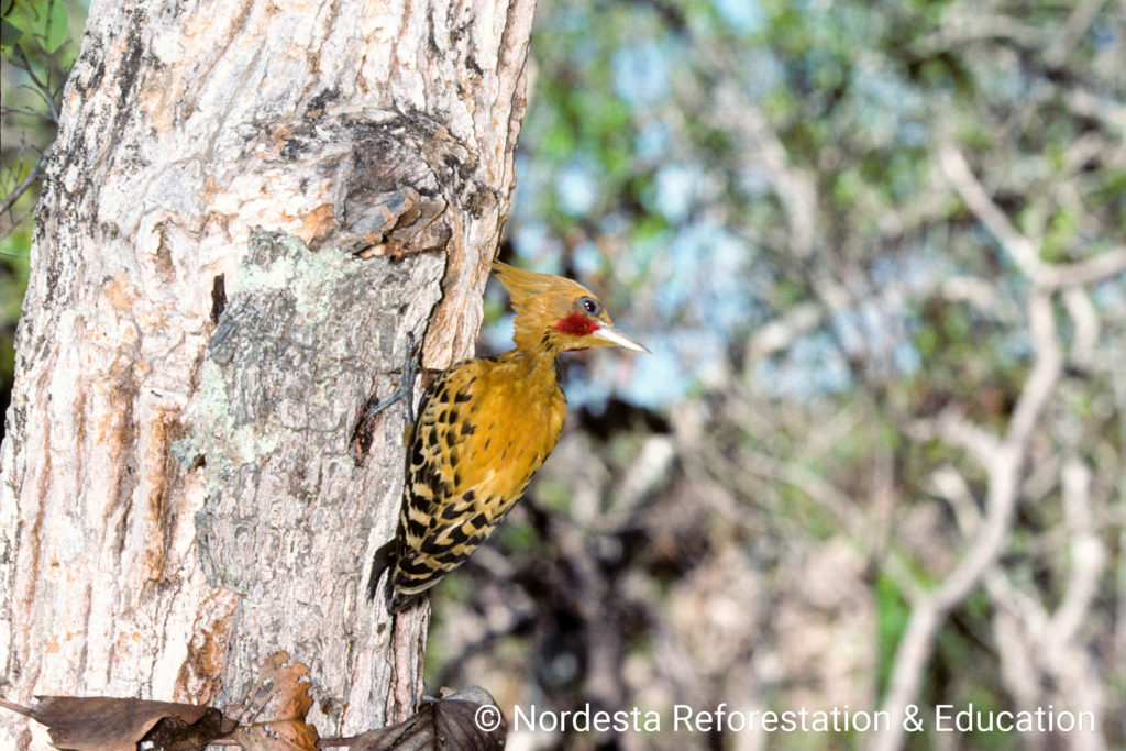 65_37-Celeus_flavescens-02