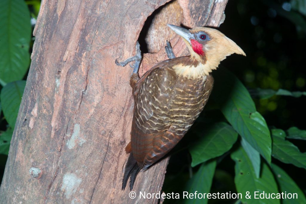 65_38-Celeus_lugubris-01