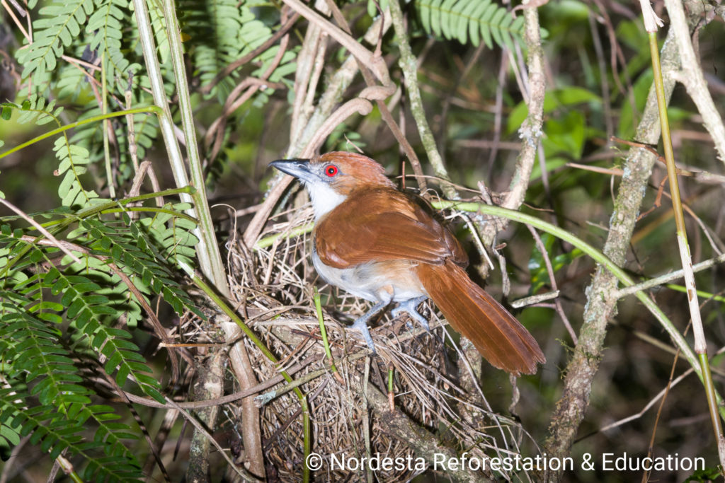 68_08-Taraba_major-01