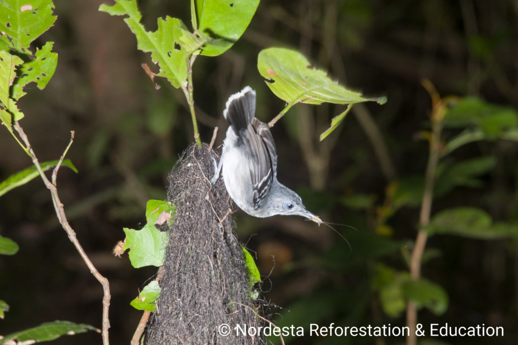 68_131-Hypocnemoides_maculicauda-01