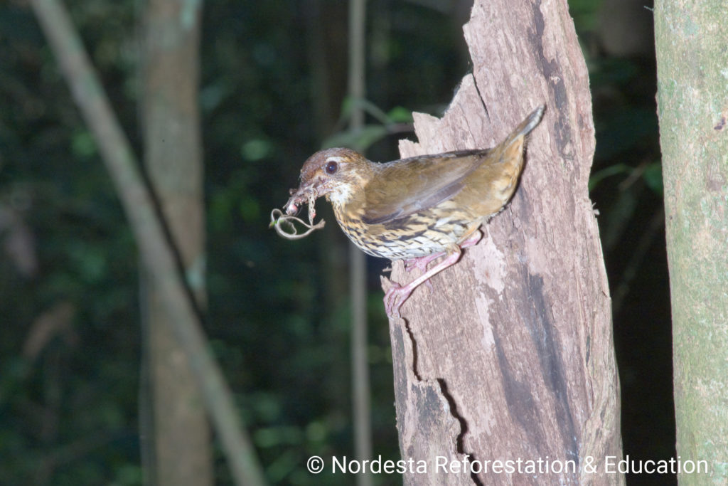 68_179-Chamaeza_campanisona-01