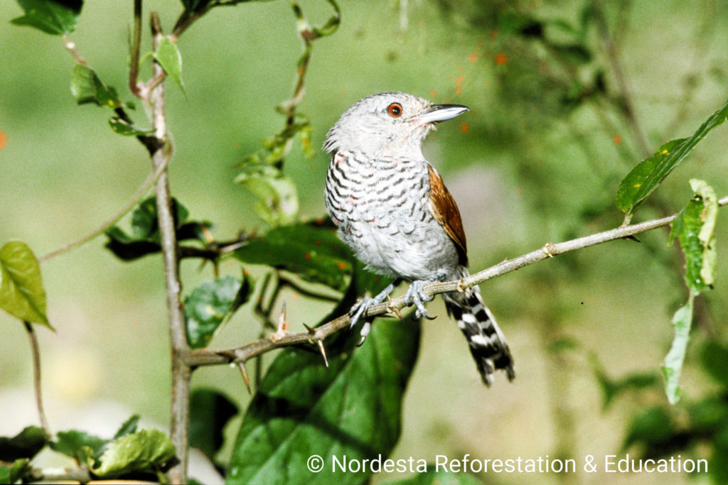 68_32-Thamnophilus_torquatus-07