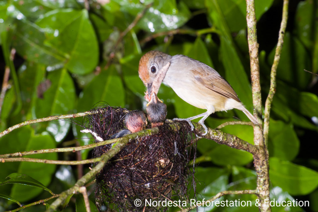 68_41-Dysithamnus_mentalis-03