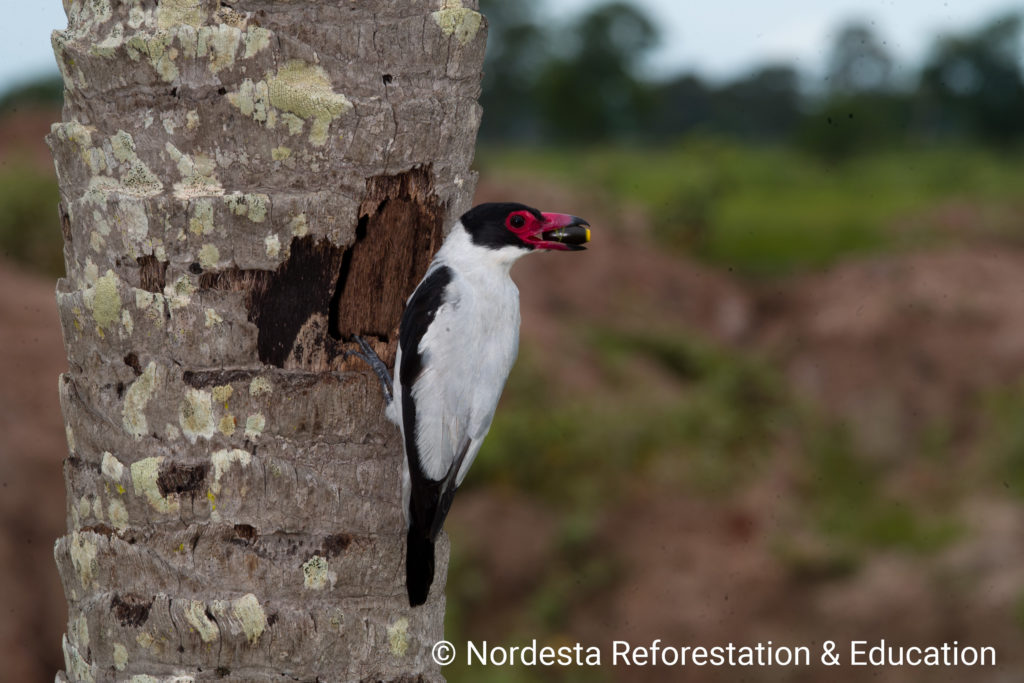 70_59-Tityra_cayana-03