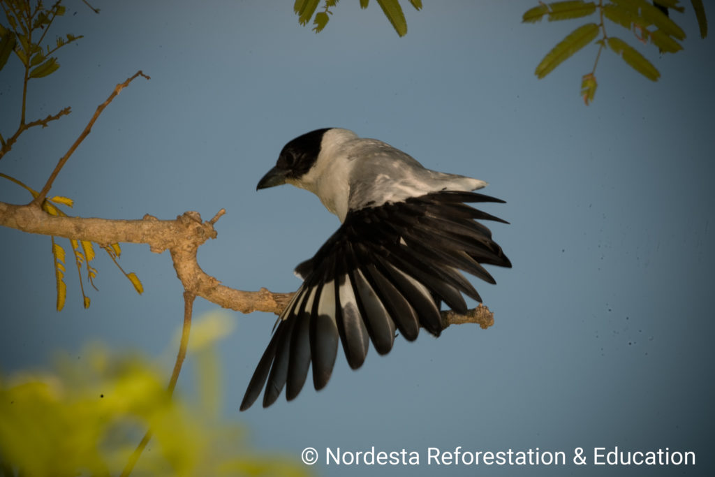 70_61-Tityra_inquisitor-01