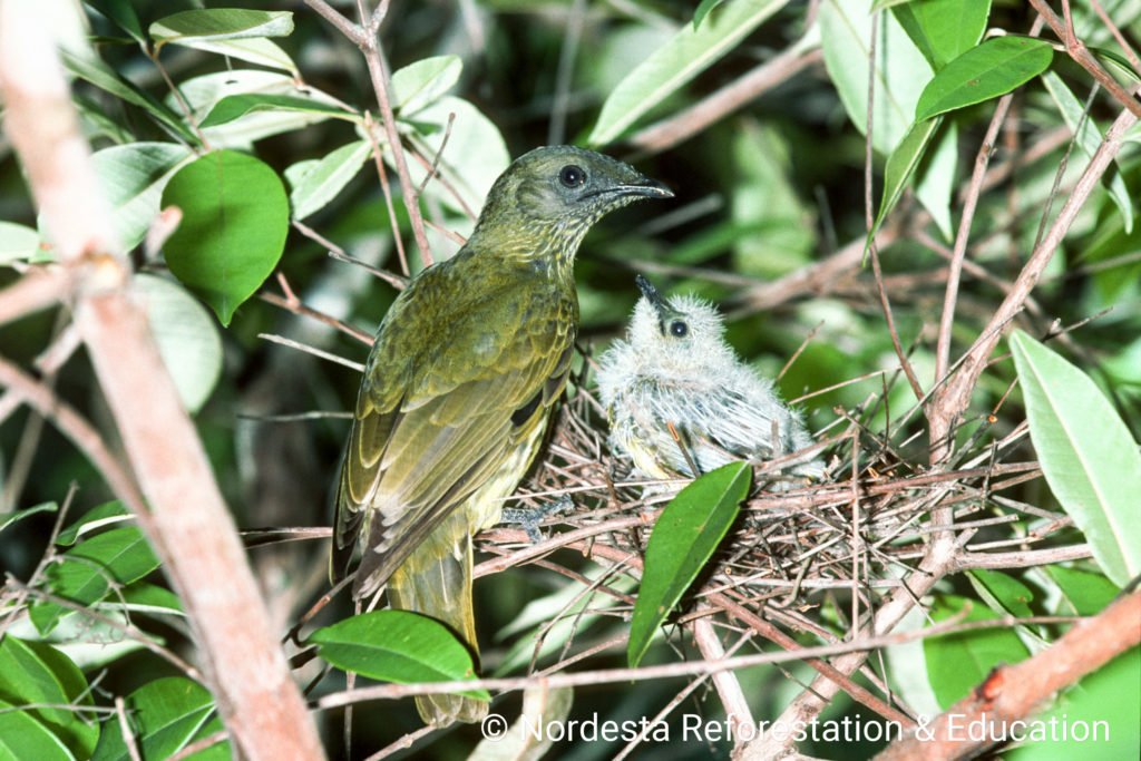 70_71-Procnias_averano-01