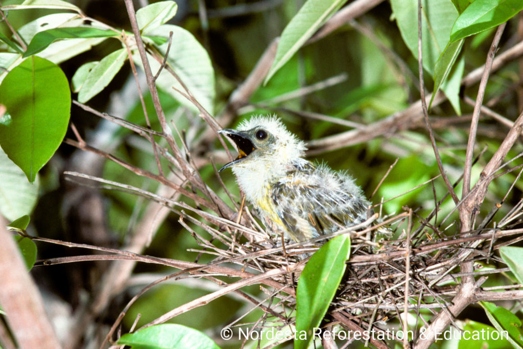 70_71-Procnias_averano-07