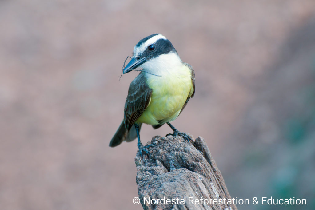 73_83-Megarhyncus_pitanga-08