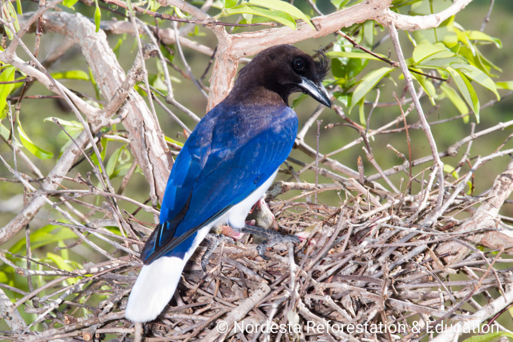 78_07-Cyanocorax_cristatellus-03