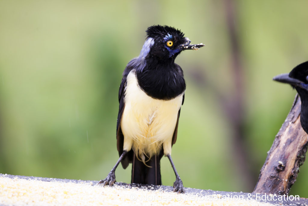 78_11-Cyanocorax_chrysops-20