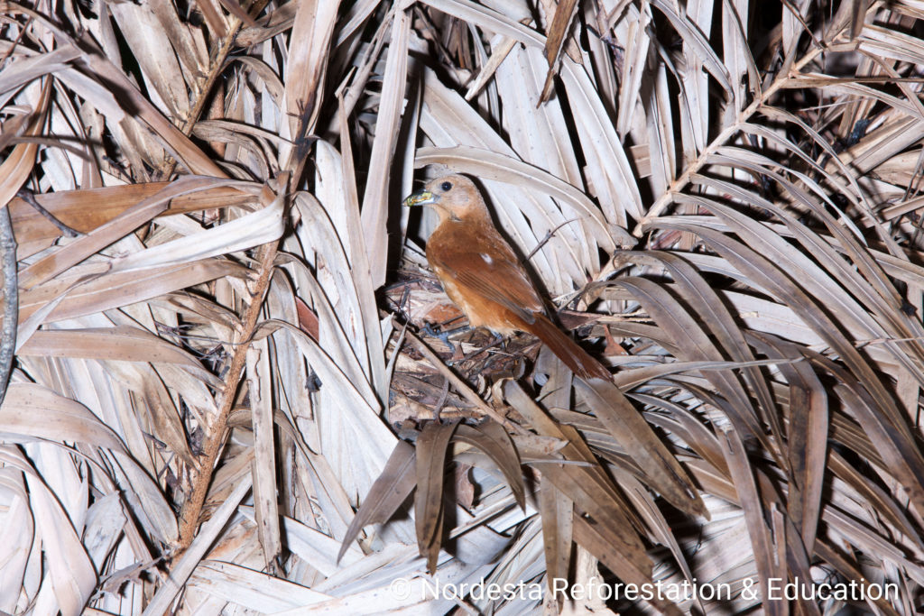 91_122-Tachyphonus_rufus-06