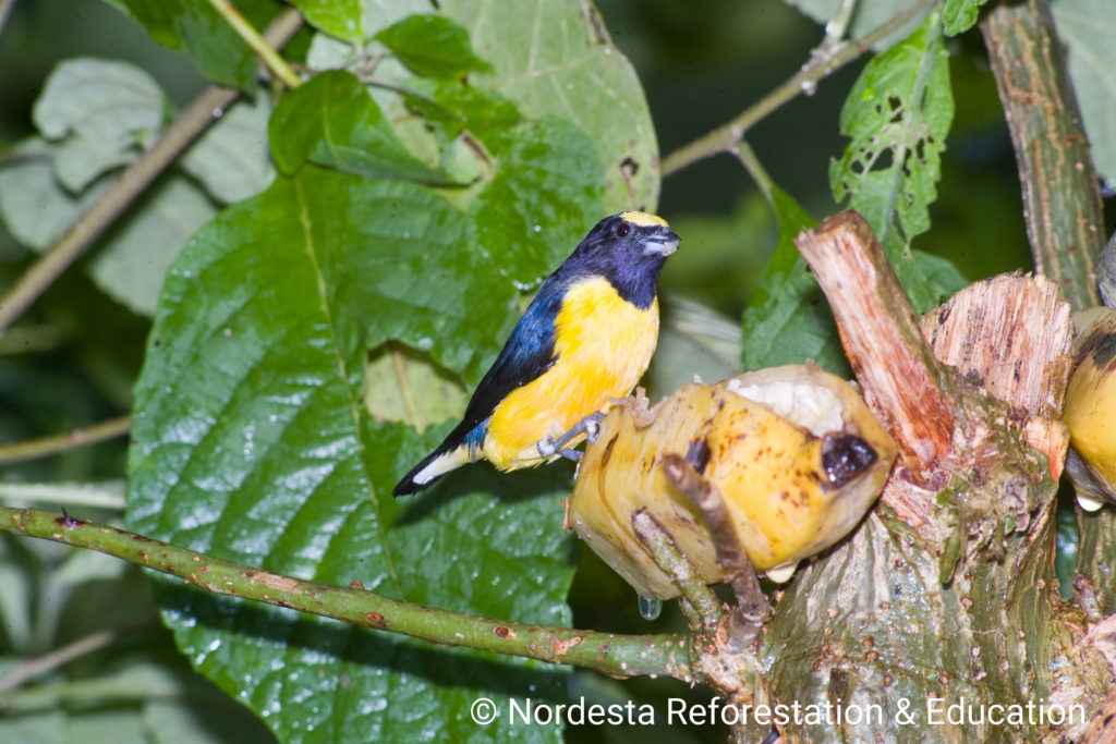 91_13-Euphonia_chlorotica-01