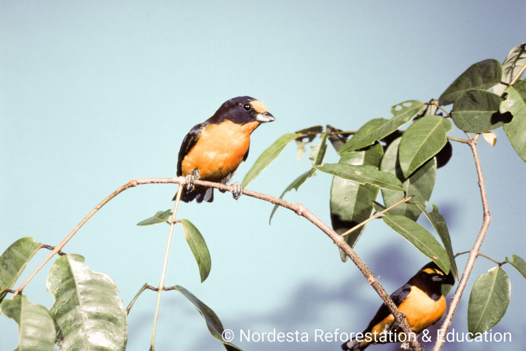 91_15-Euphonia_violacea-05