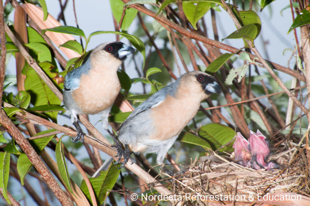 91_178-Schistochlamys_ruficapillus-06