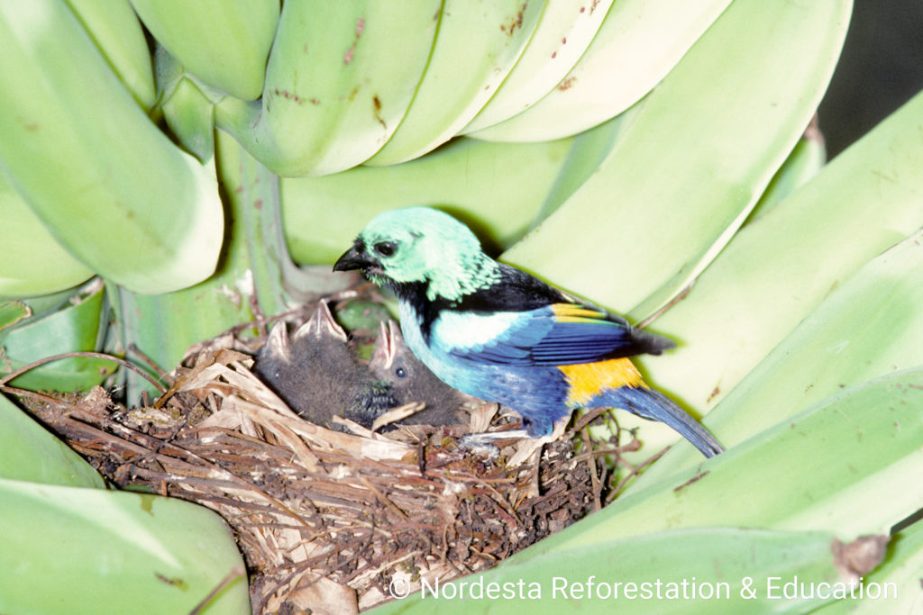 91_31-Euphonia_fastuosa-14