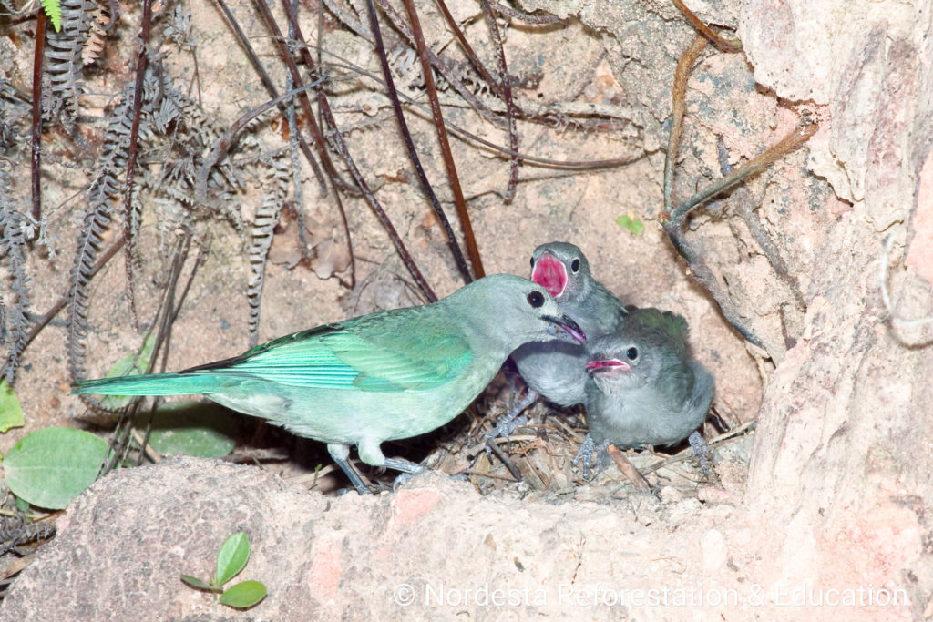 91_92-Tangara_sayaca-06