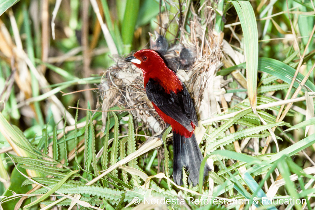 91_98-Ramphocelus_bresilius-05