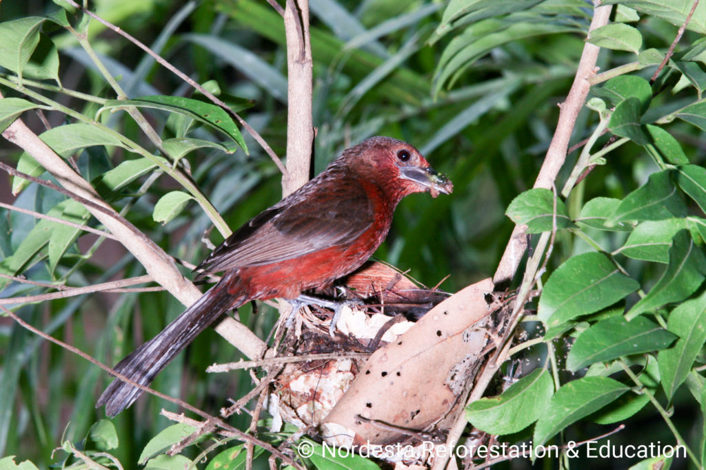 91_99-Ramphocelus_carbo-08