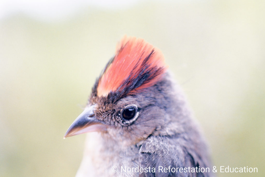 93_107-Coryphospingus_pileatus_13