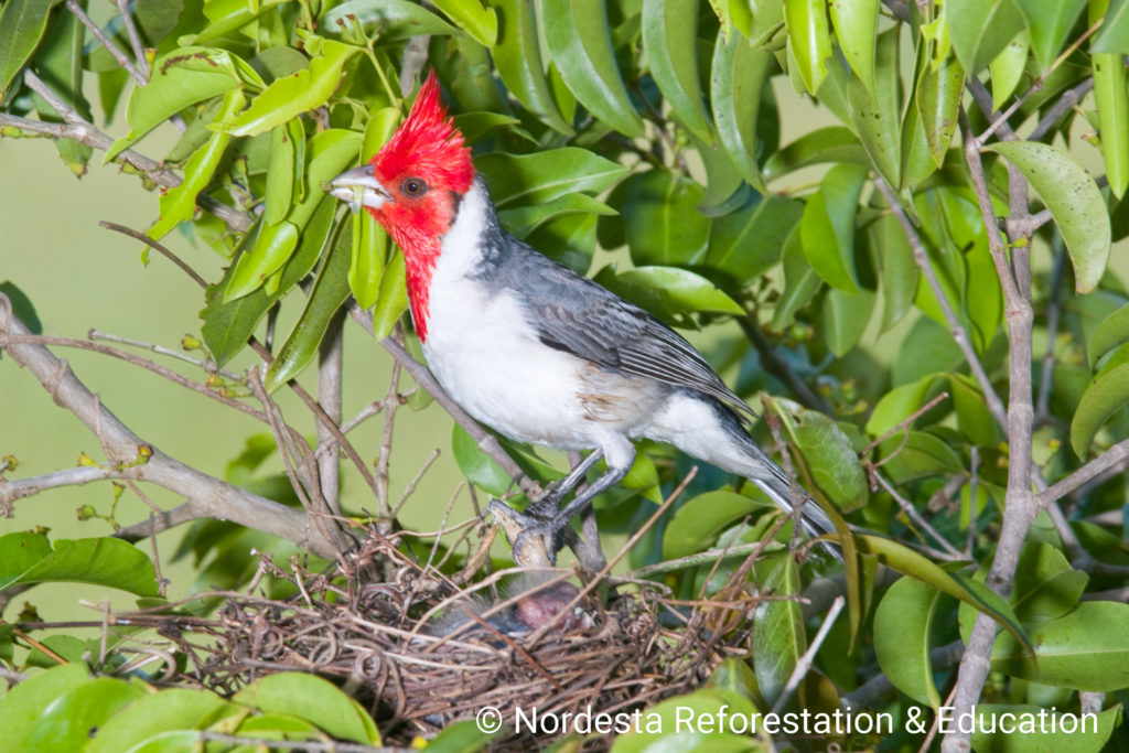 93_19-Paroaria_coronata-01