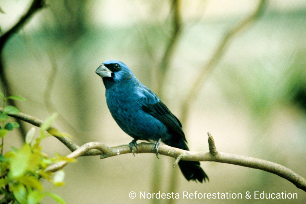 93_29-Cyanoloxia_brissonii-01