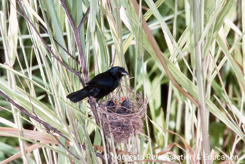 93_33-Volatinia_jacarina-11