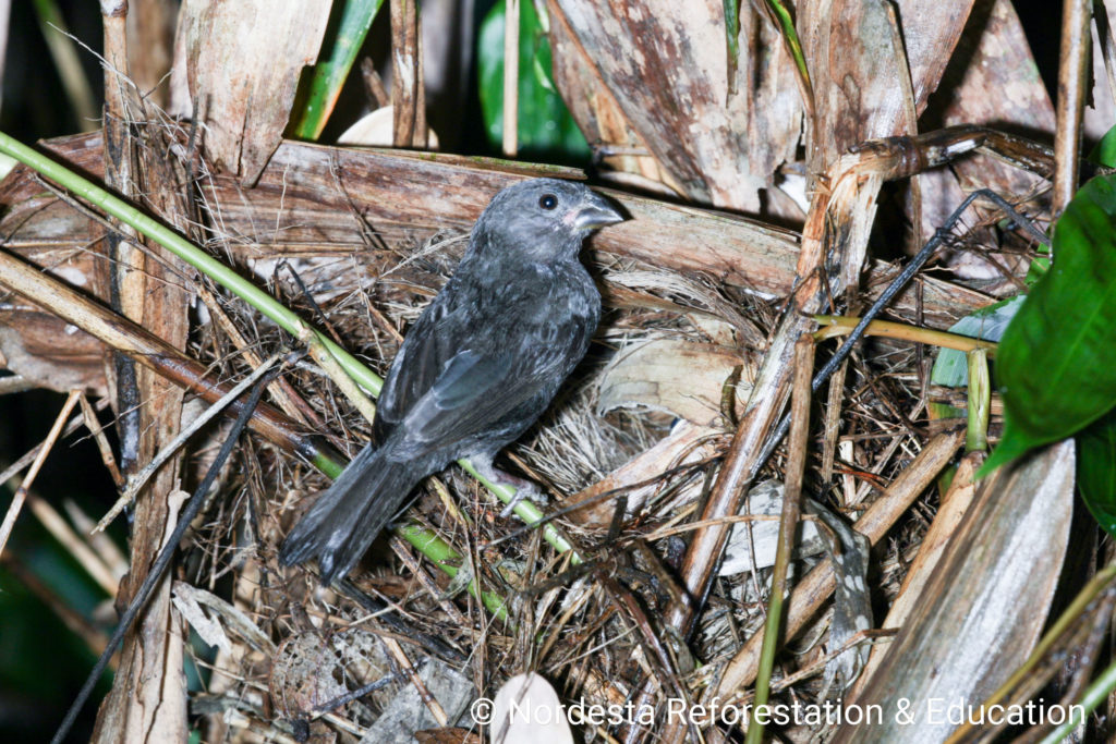 93_36-Tiaris_fuliginosus-08