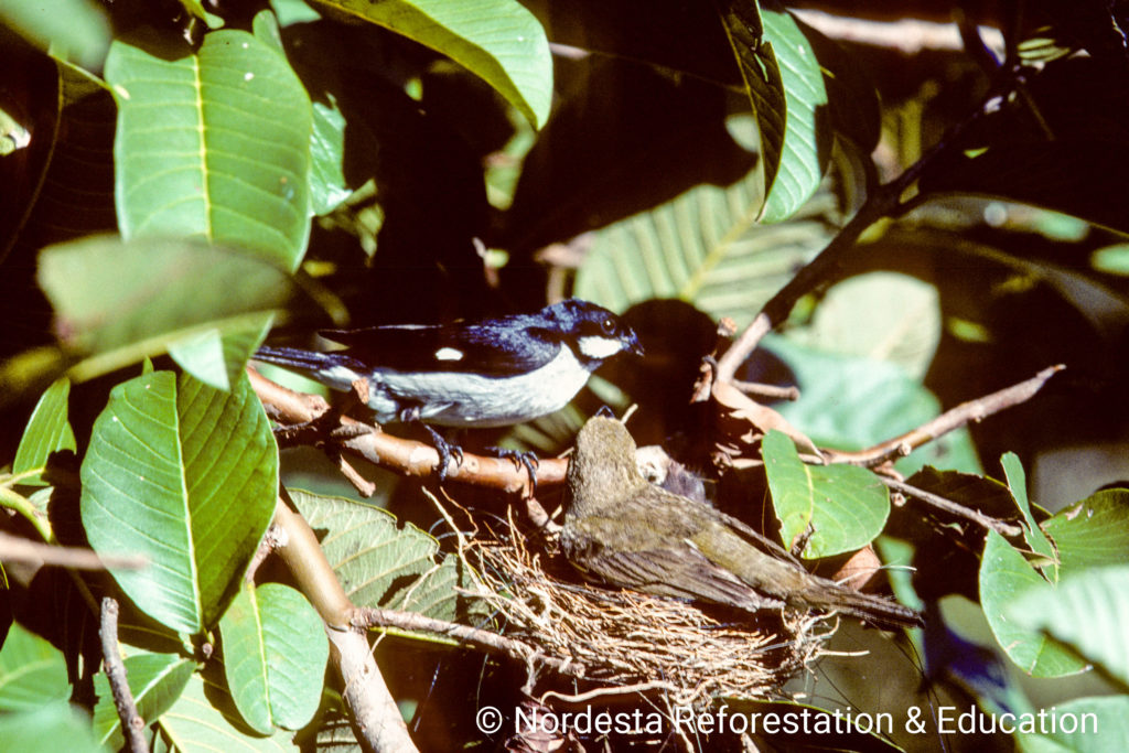 93_46-Sporophila_lineola-04