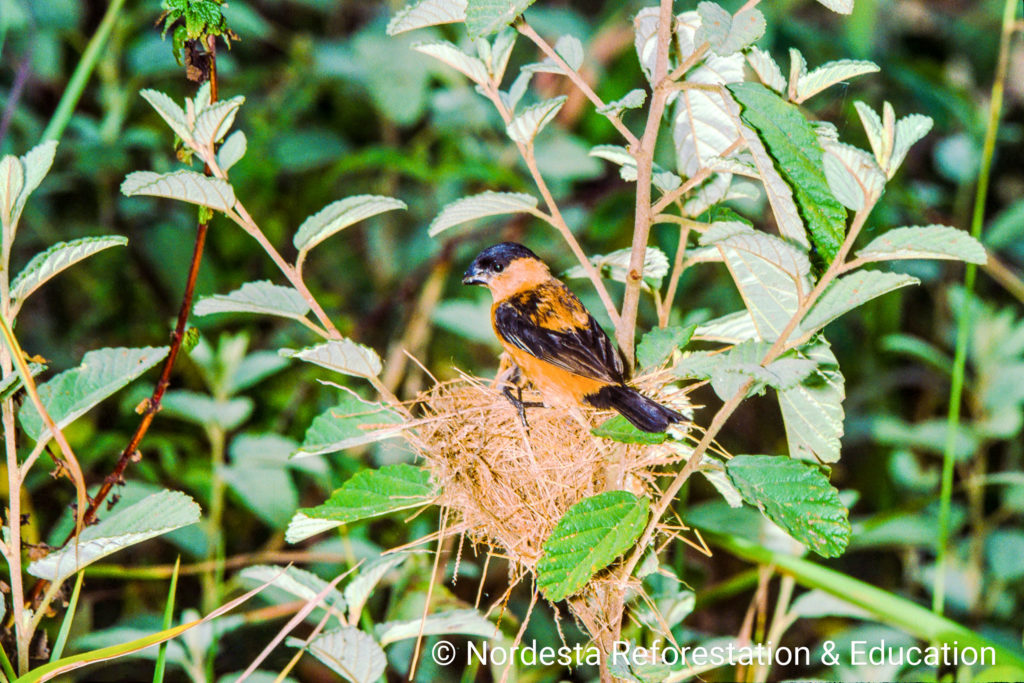 93_57-Sporophila_bouvreuil-05