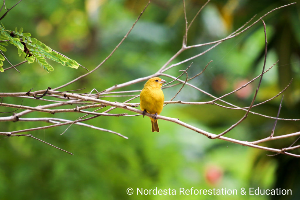 93_83-Sicalis_flaveola-08